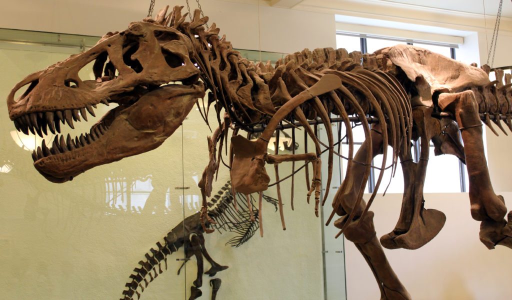 tiranosaurux en museo historia natural