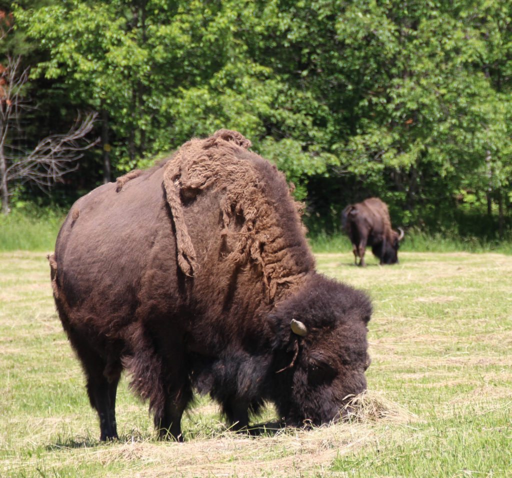 parc omega bufalo