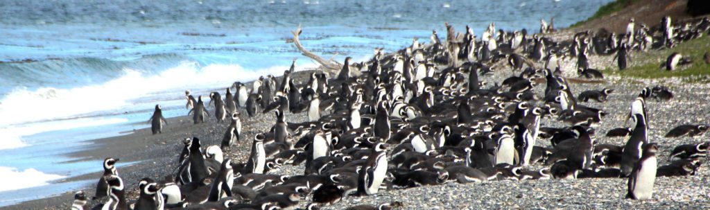 panoramica pinguinera ushuaia 2