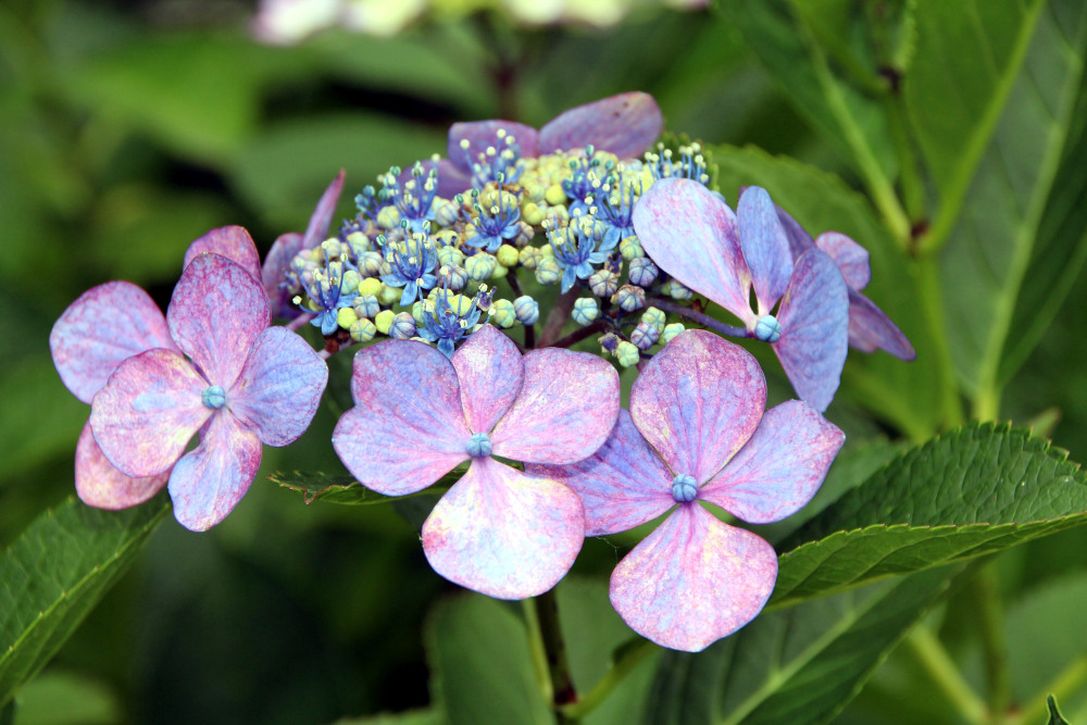 flor Hortensia Japón