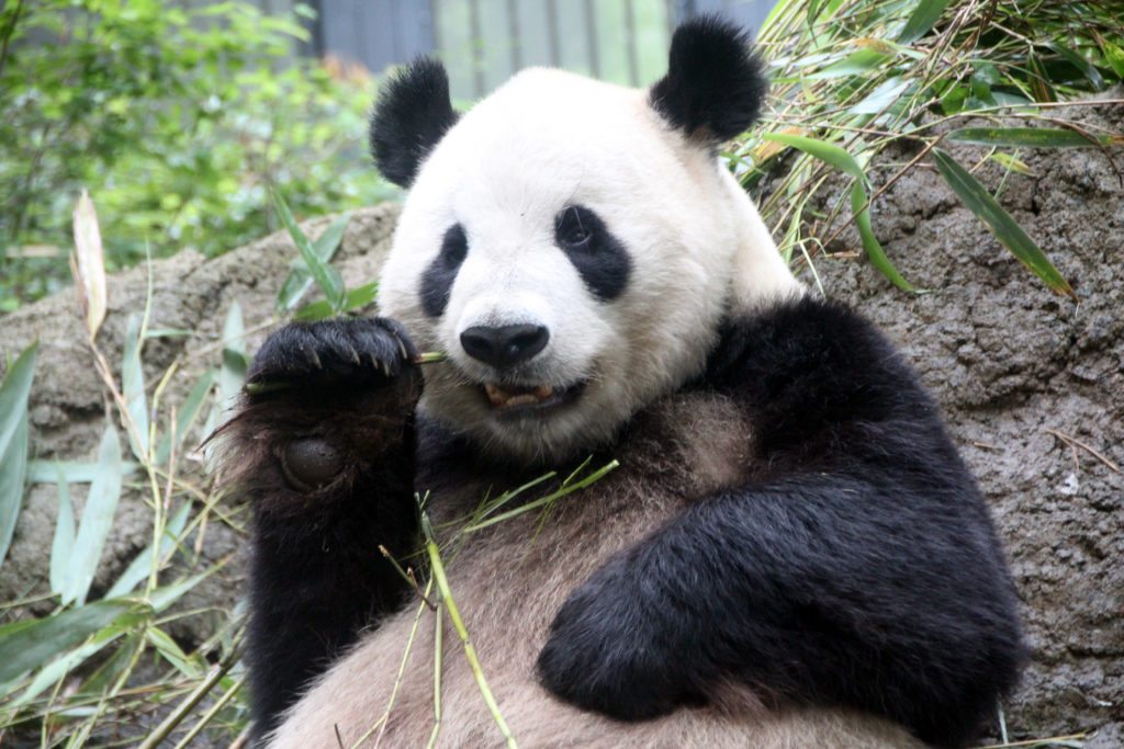 panda zoo ueno, tokio