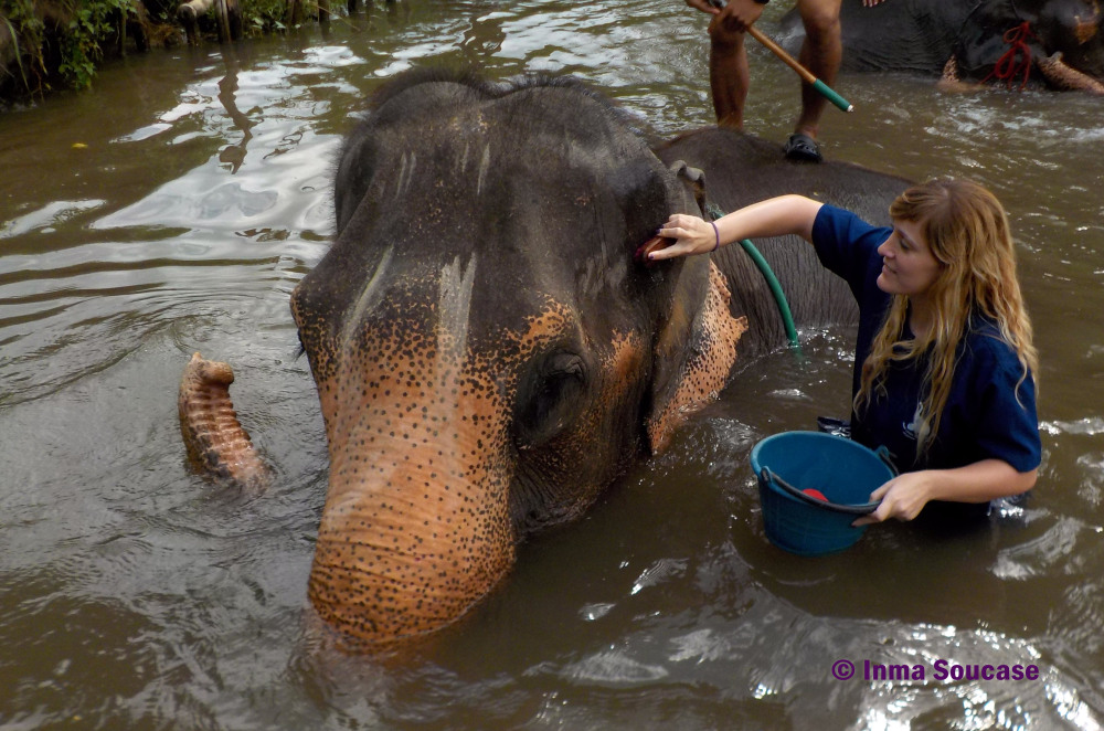 Baan Chang Elephant park - limpiando al elefante