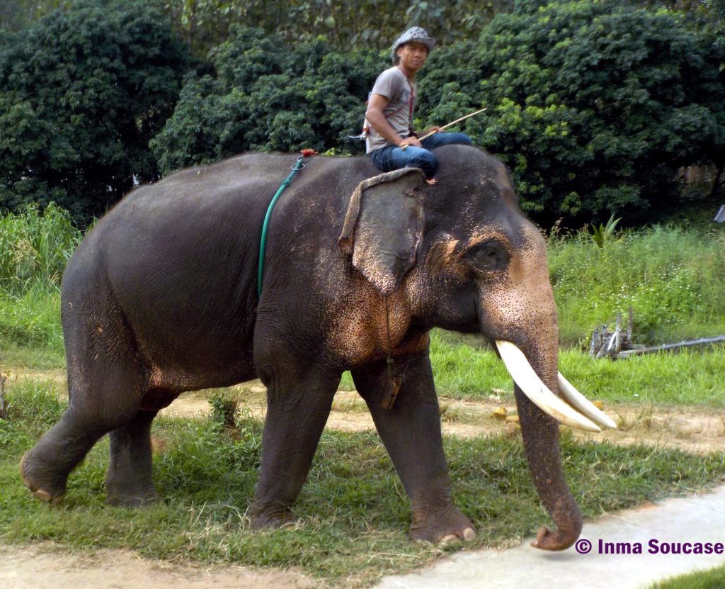 Baan Chang Elephant park - Mahout