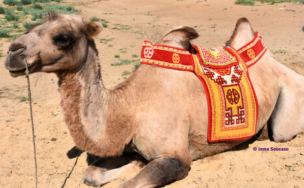 camello-mongolia