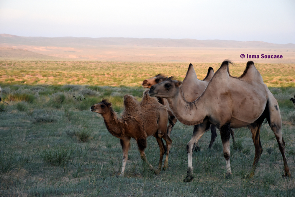 desierto-gobi-camellos-02-mongolia