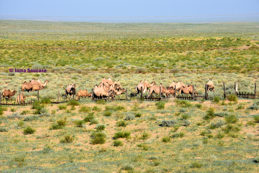 desierto-gobi-camellos-mongolia