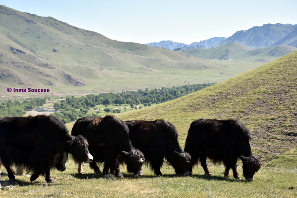 yaks-mongoles-mongolia