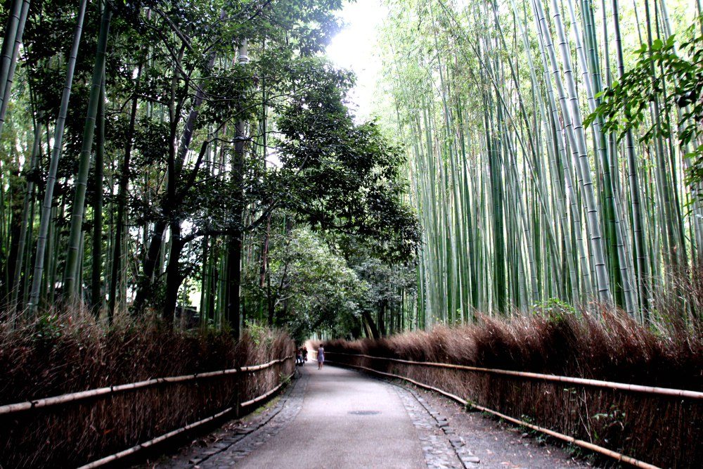 bosque-de-bambu-arashiyama