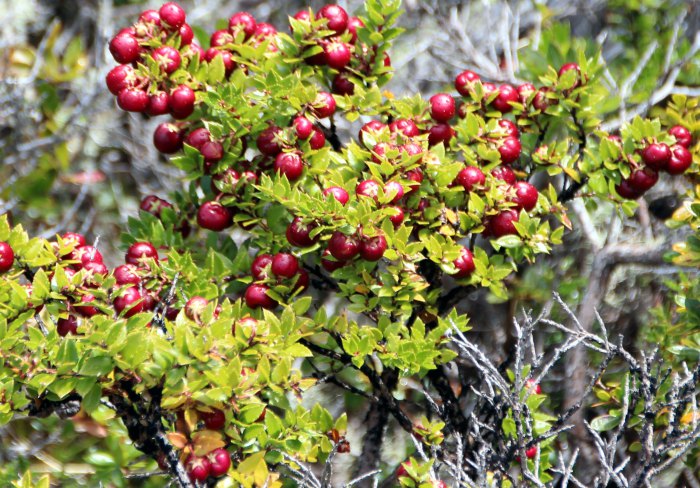 fruto el calafate