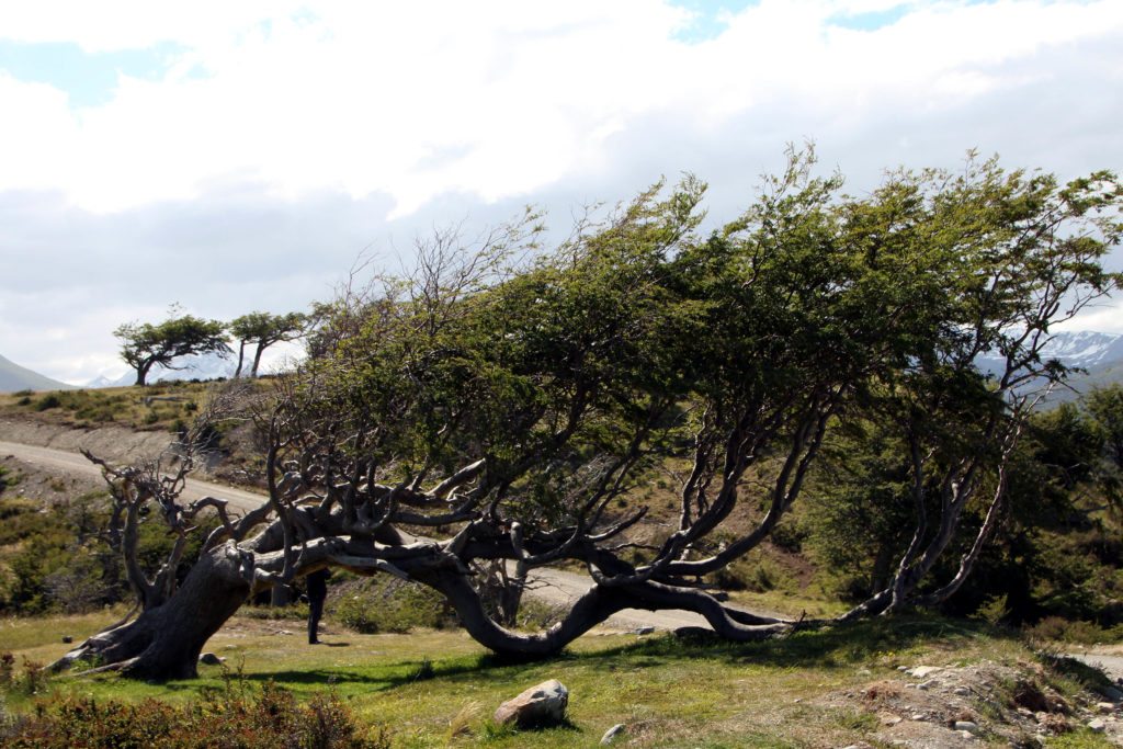 arbol fuerza del viento ushuaia