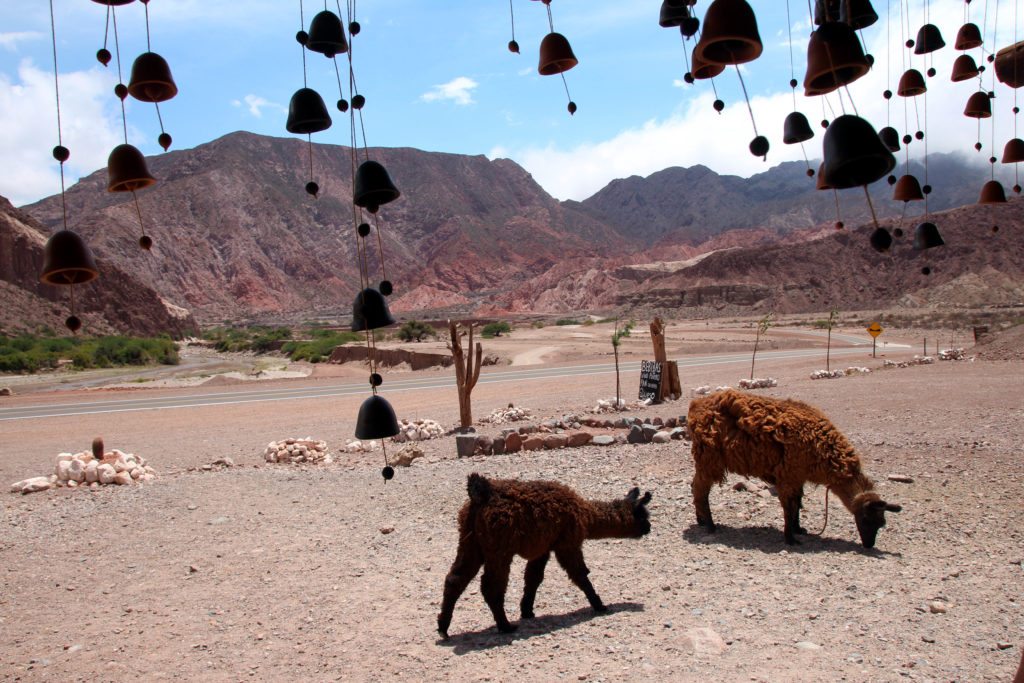 Llamas en la quebrada de las Conchas