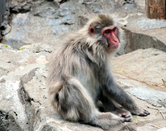 makako, zoo ueno, tokio