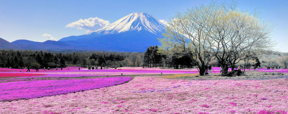 flores y Monte Fuji
