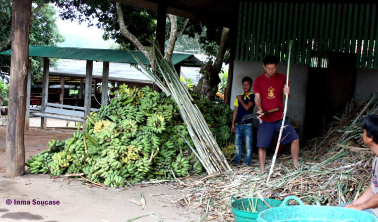 Baan Chang Elephant park - instalaciones platanos