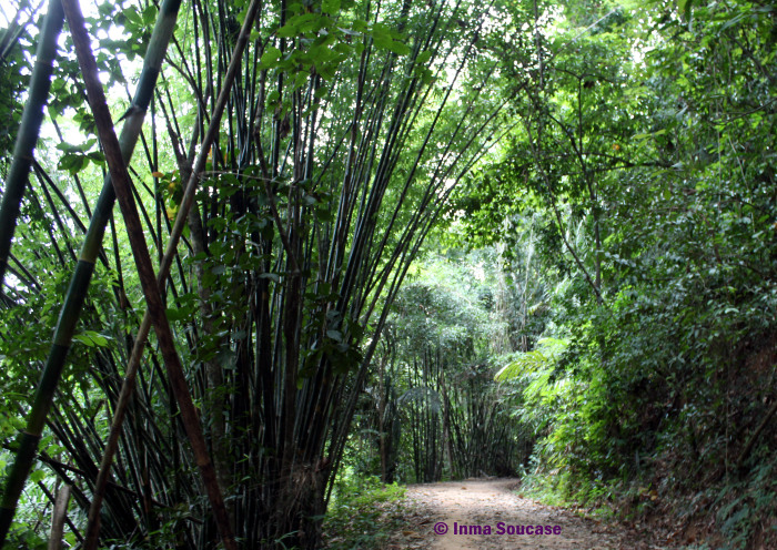 parque nacional Khao sok - camino trekking jungla