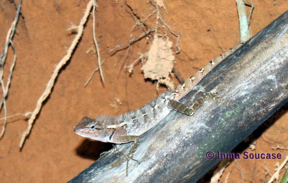 parque nacional Khao sok - fauna