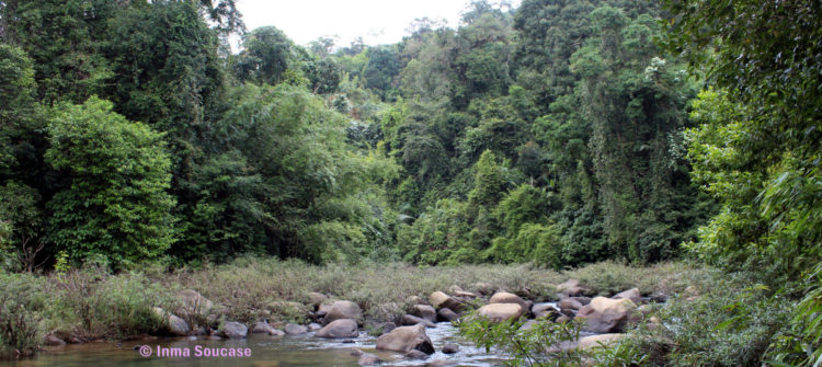 parque nacional Khao sok - naturaleza rio