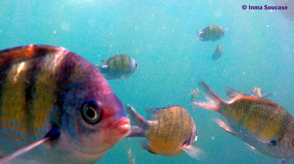 snorkel en Tailandia