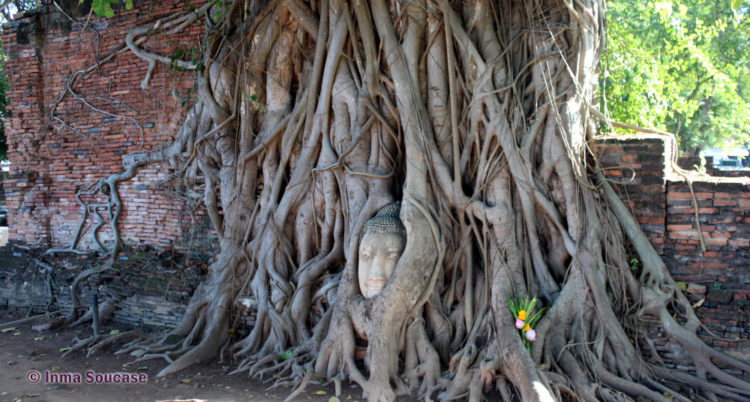 Wat Mahathat - cabez buda arbol