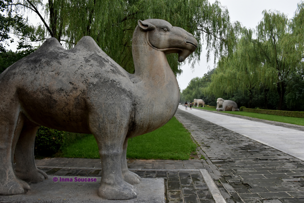 camino-sagrado-camello-china