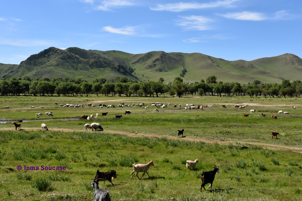 estepa-y-cabras-mongolia