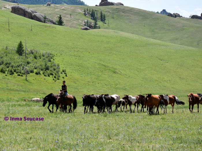 naadam-caballos-parque-nacional-gorkhi-terelj-mongolia