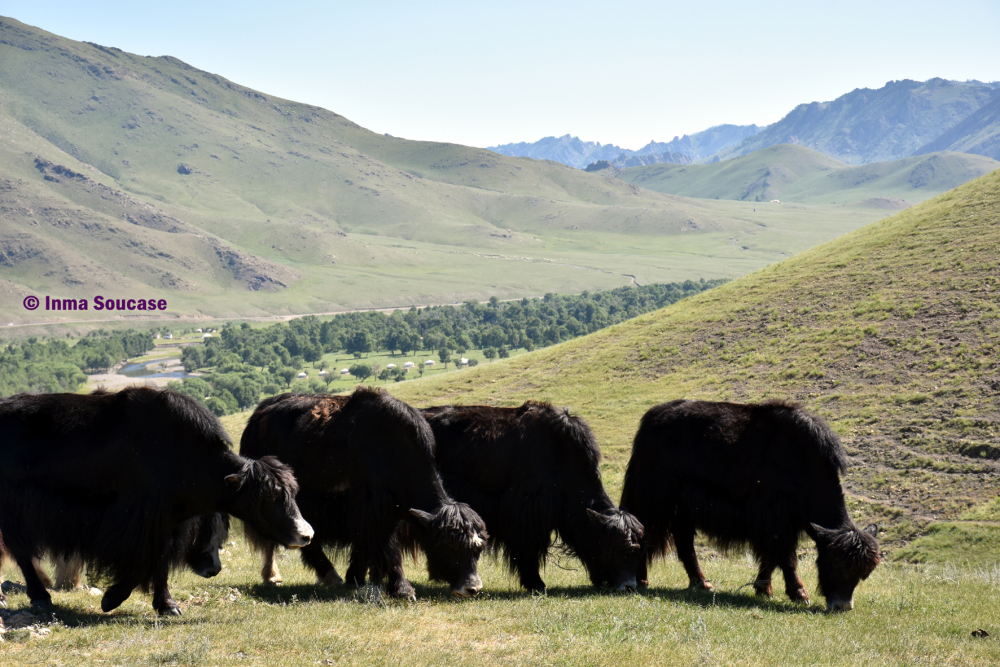 yaks-mongoles-mongolia