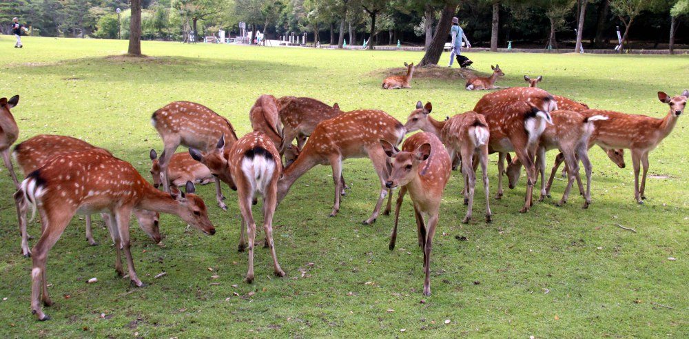 ciervos parque Nara