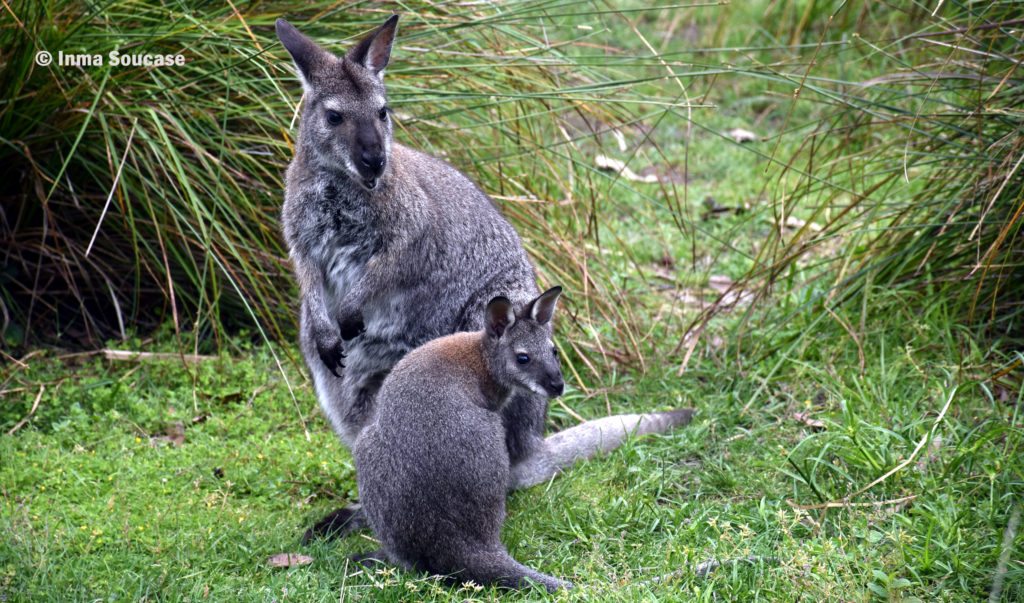 canguros Australia