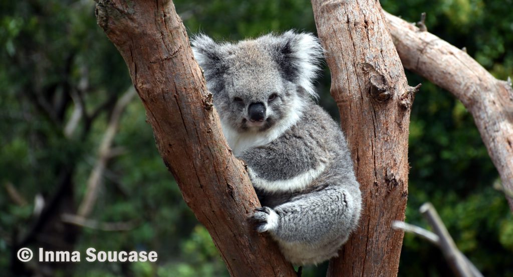 koala Australia 