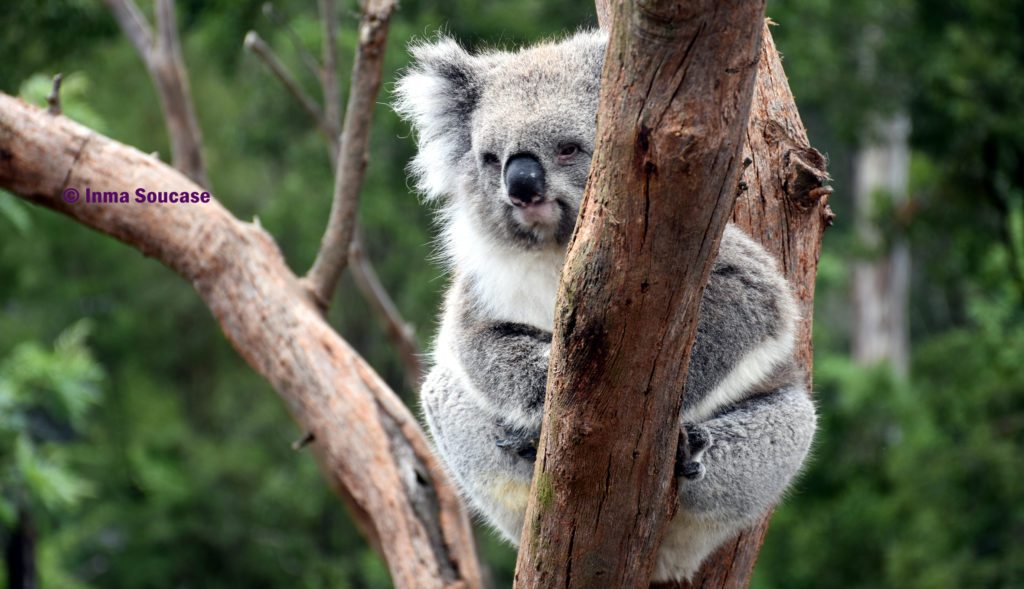 koala Australia 