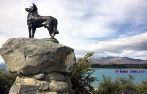 perro collie - lago Tekapo