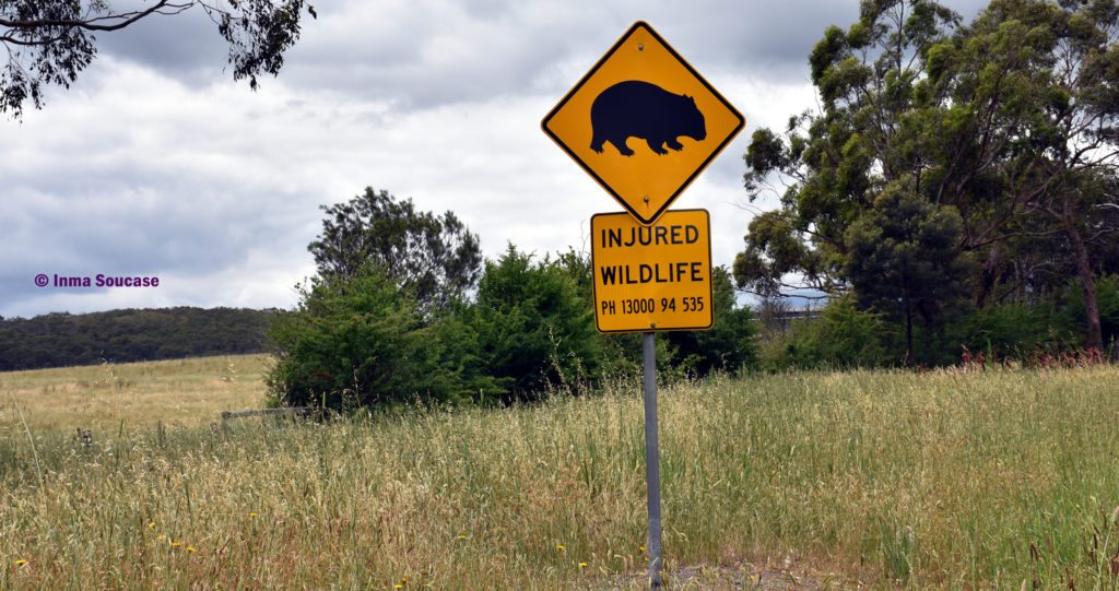 señal trafico wombat Australia