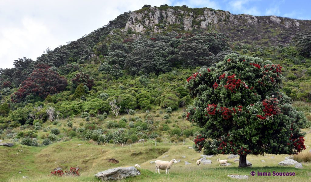 Monte Maunganui - arbol kaui