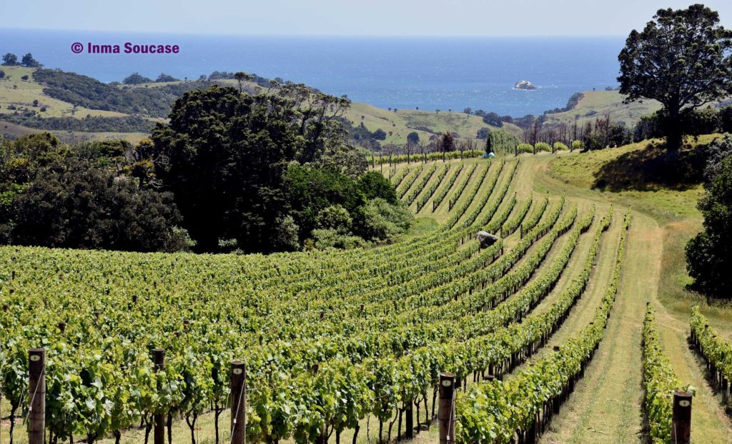 isla-Waiheke-uva